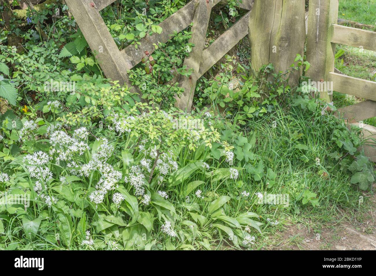 Foglie e fiori bianchi di Ramsons, aglio selvatico / Allium ursinum coltivazione da cancello di fattoria in legno - una foragged commestibile & ex pianta selvatica medicinale. Foto Stock