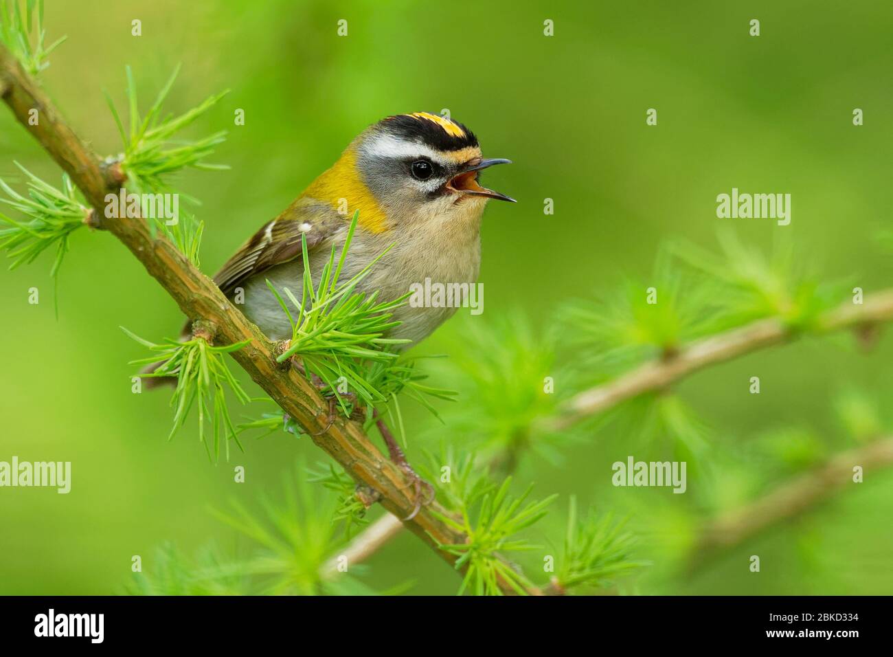 Il più grande - Regulus ignicapilla piccolo uccello forestale con cresta gialla che canta nella foresta scura, seduta sul ramo di larice, passerine molto piccolo Foto Stock