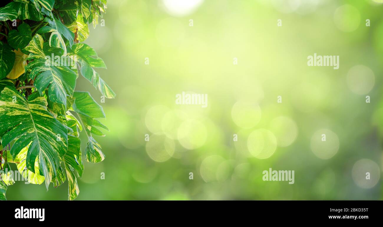 Foglie sfondo bokeh di sfocatura dello sfondo verde Foto Stock
