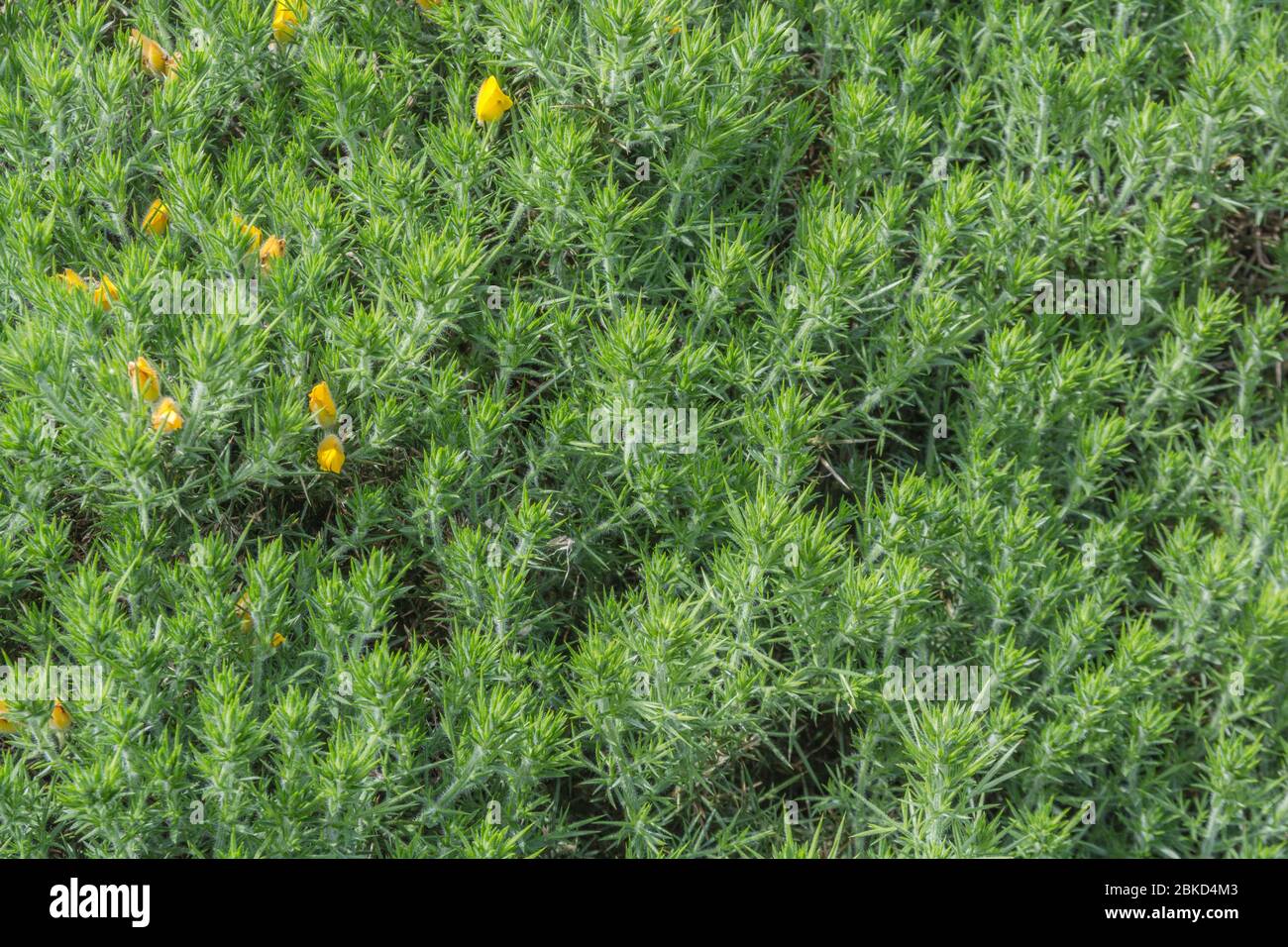 Annuale nuovo germogli di foglie di gorse / Furze - Ulex europaeus in un alto banked Cornish copertura stradale. Può essere un'erbaccia fastidiosa per coltivatori. Foto Stock