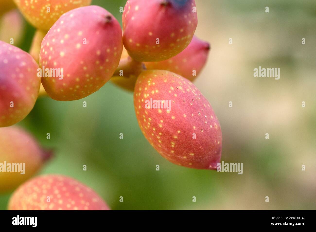 Immagine macro di coltivazione di pistacchi su albero in frutteto. Foto Stock