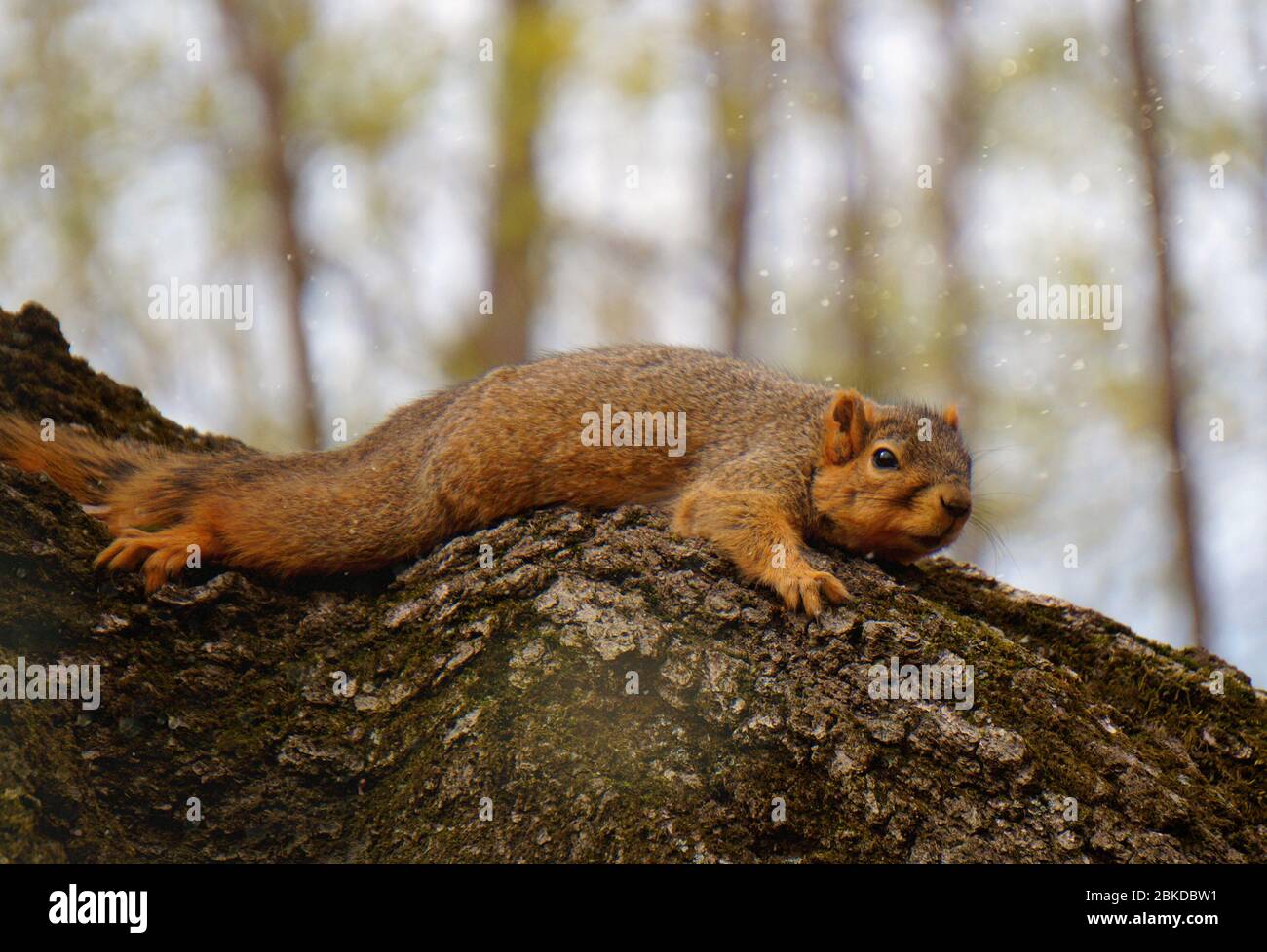scoiattolo in appoggio sull'albero Foto Stock