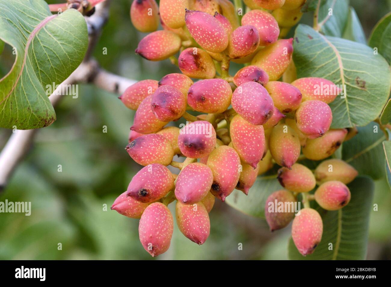 Primo piano di pistacchi maturati su albero, il guscio è ancora umido in questa fase, ma presto inizierà ad asciugarsi e indurirsi. Foto Stock