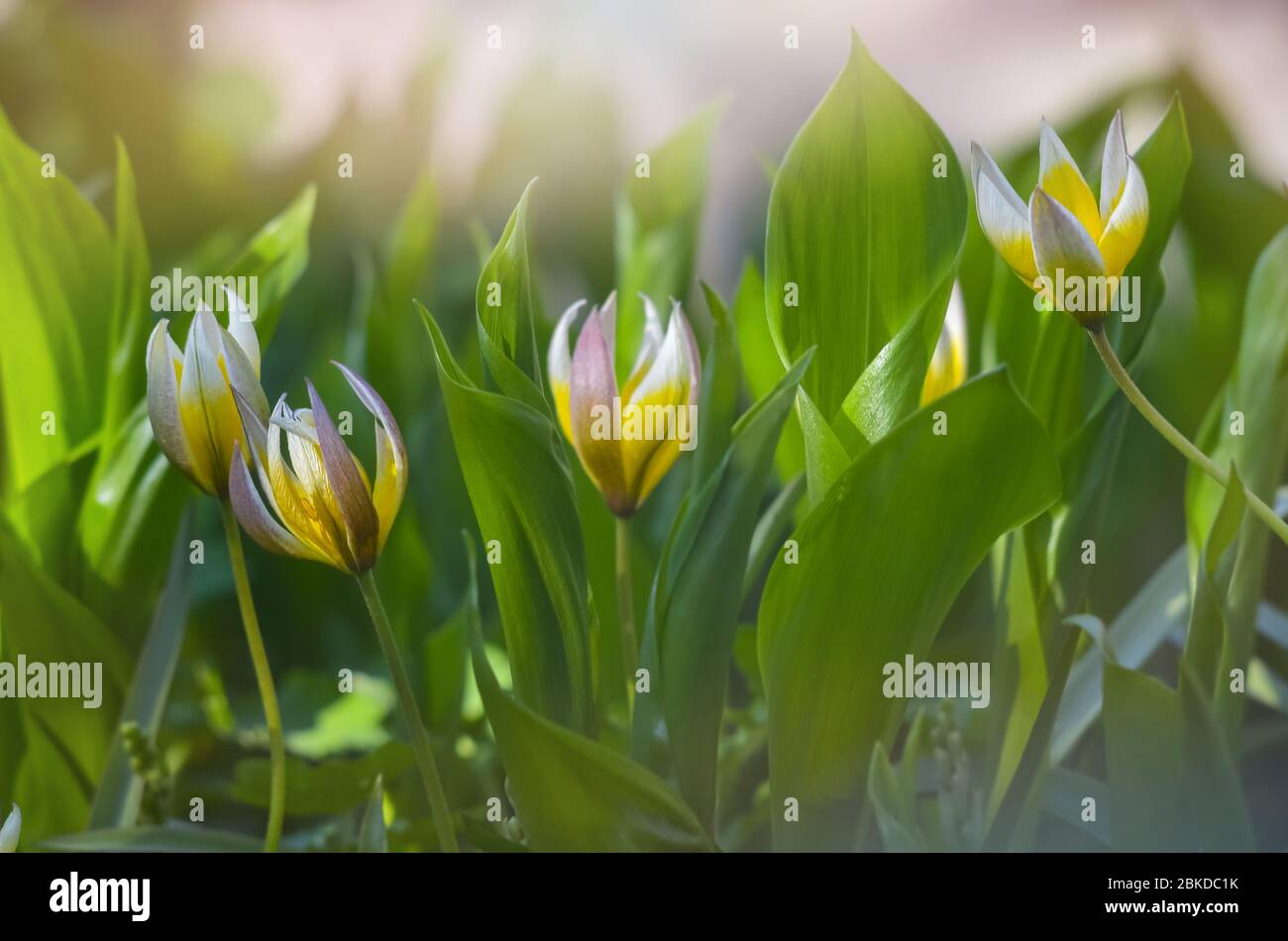 Tra le foglie del Giglio della valle crescono tulipani perenni in miniatura. Messa a fuoco selettiva morbida Foto Stock