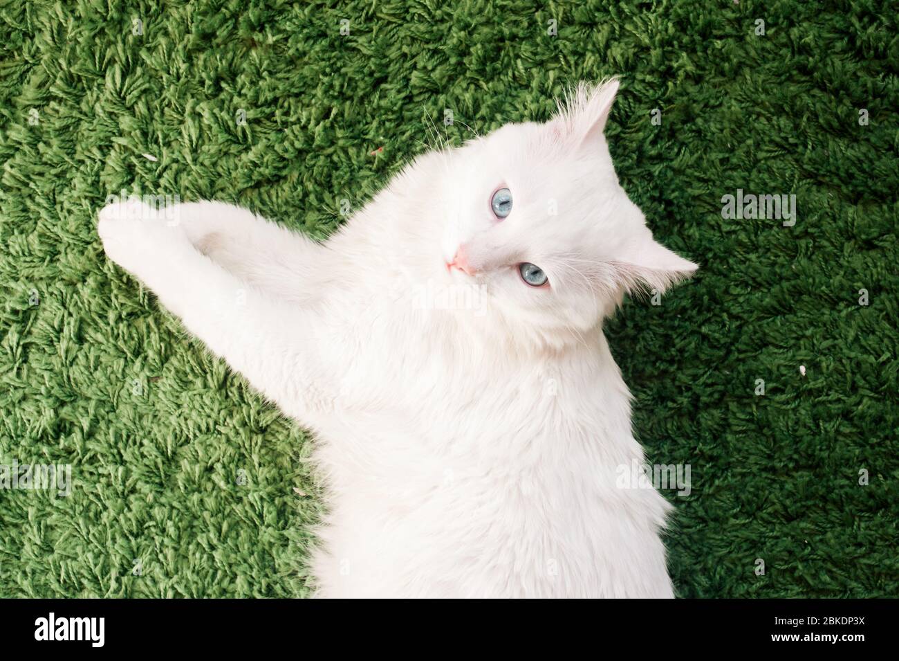 Primo piano del gatto bianco con gli occhi blu che si posano pacificamente sul tappeto verde. Vista dall'alto Foto Stock