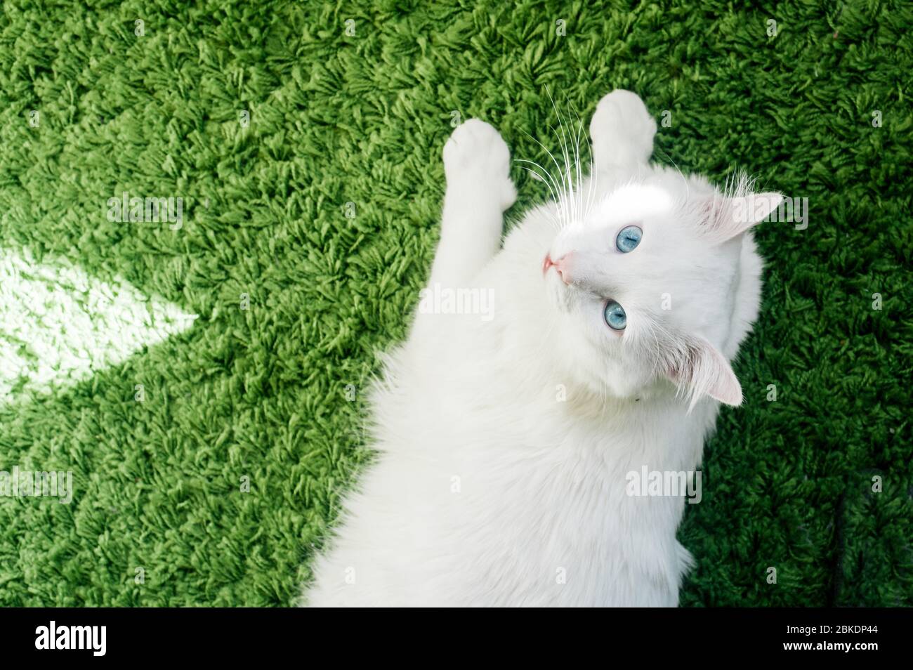 Primo piano del gatto bianco con gli occhi blu che si posano pacificamente sul tappeto verde. Vista dall'alto Foto Stock