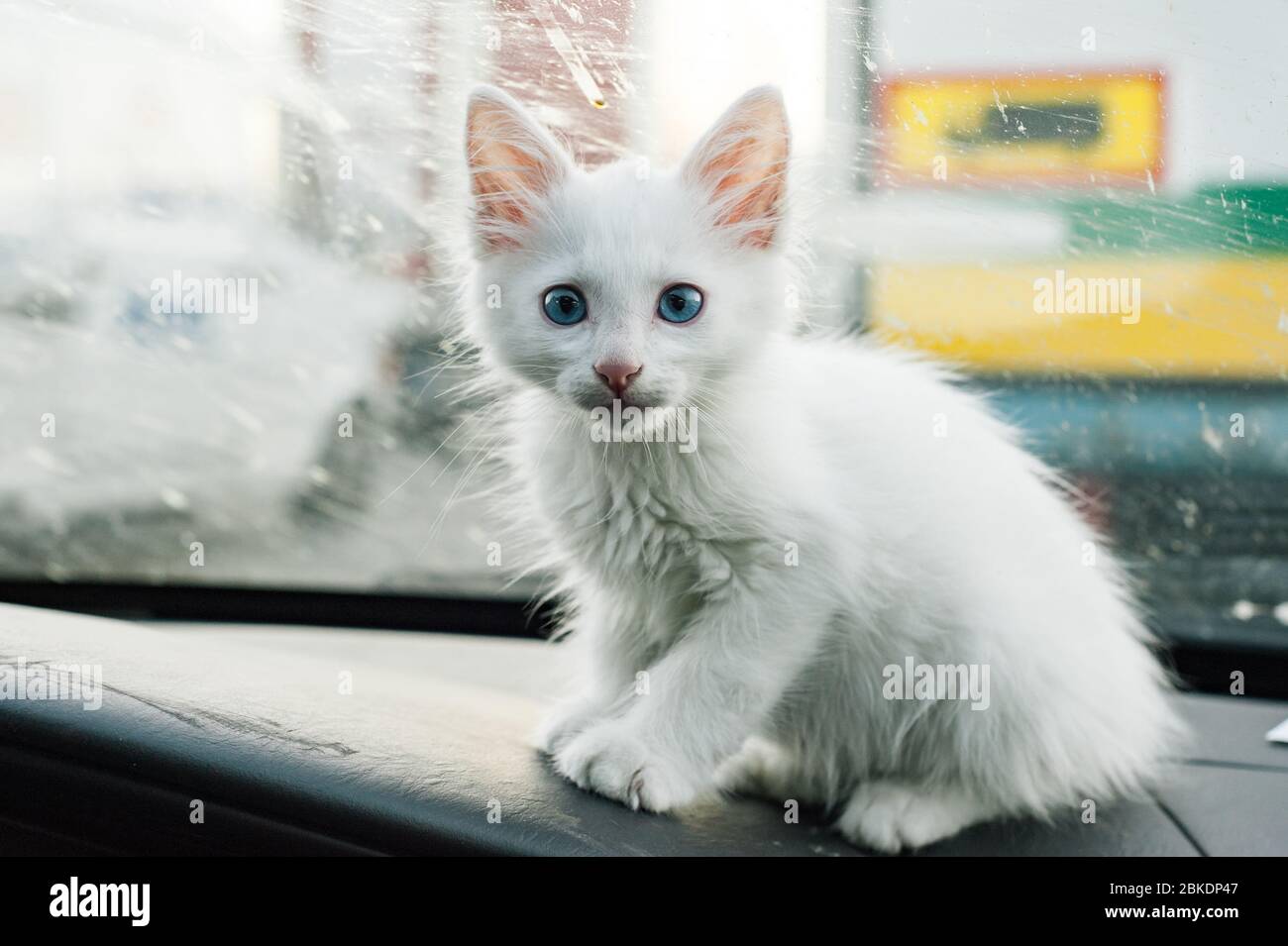 Primo piano di White Kitten con occhi blu seduti in auto. Gatto della foresta siberiana, gattino. Foto Stock