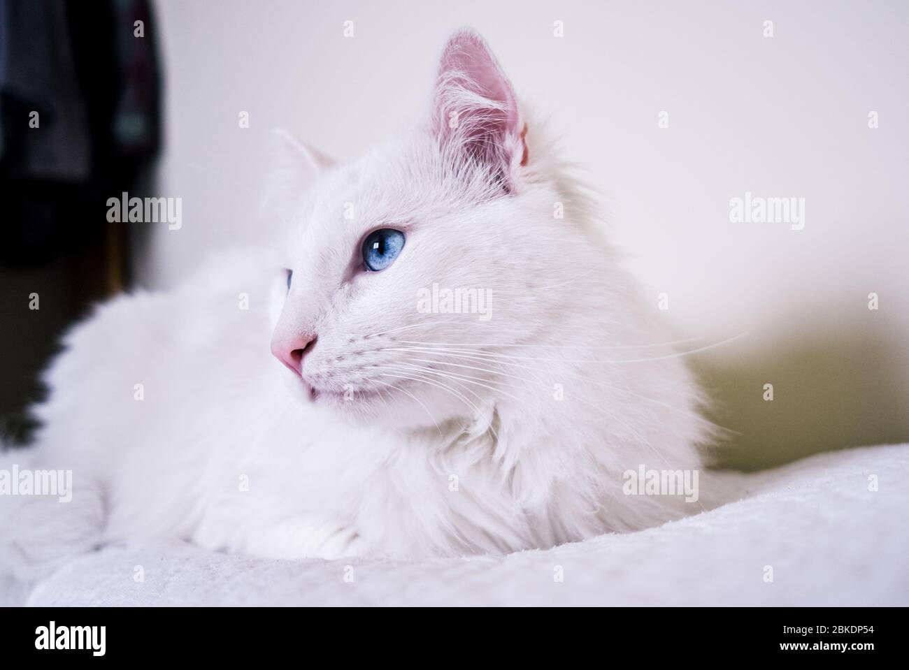 Primo piano del gatto bianco con occhi blu Foto Stock
