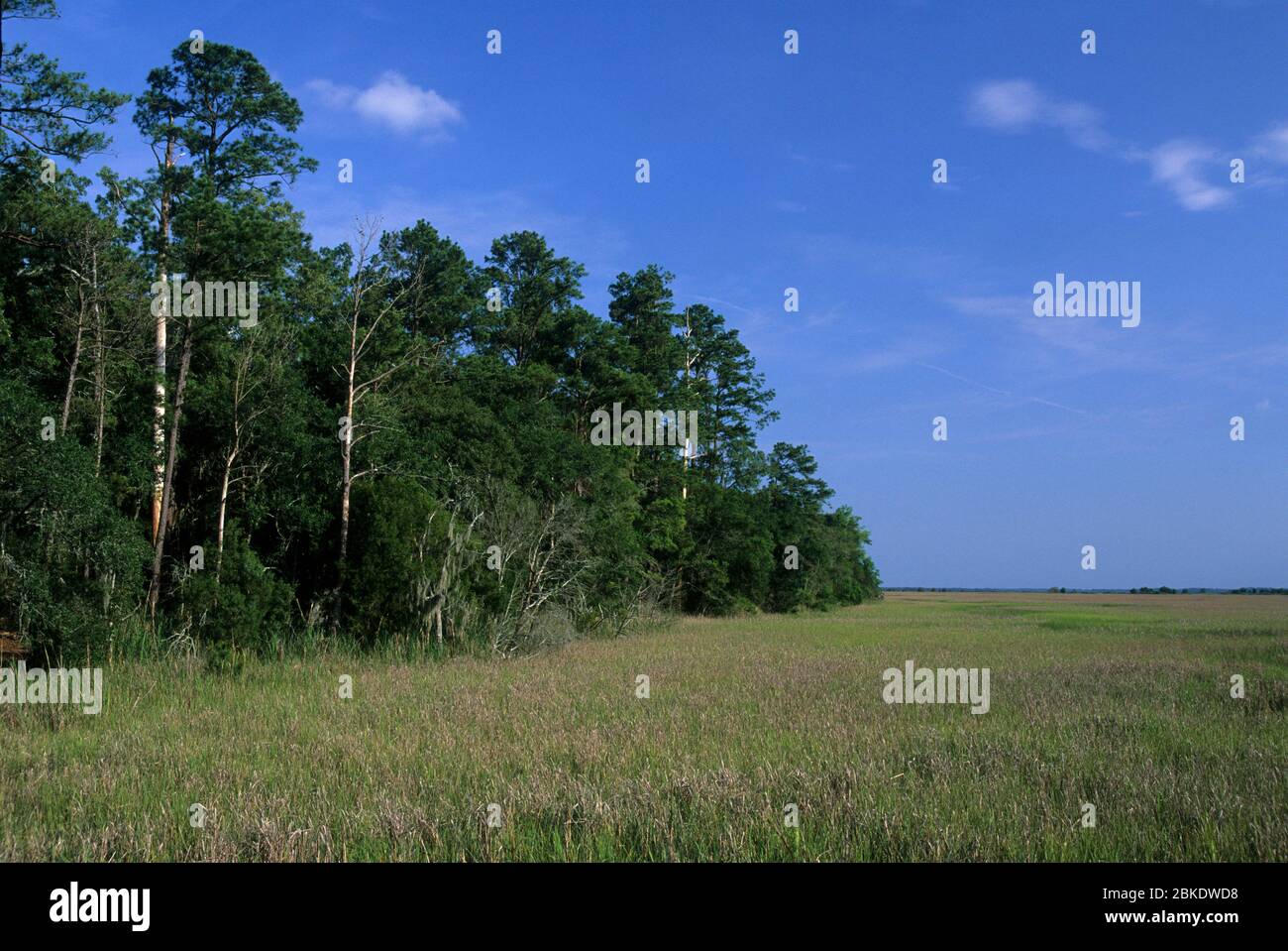La pianura fluviale del fiume Combahee, la contea di Colleton, Carolina del Sud Foto Stock