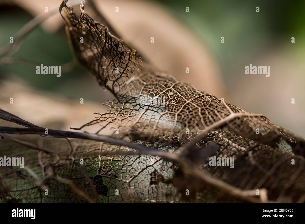 Vecchia foglia primo piano foglia di acero biodegrading in primavera. Foglia vecchia con motivi organici irregolari primo piano. Macro foglia marrone. Foto Stock