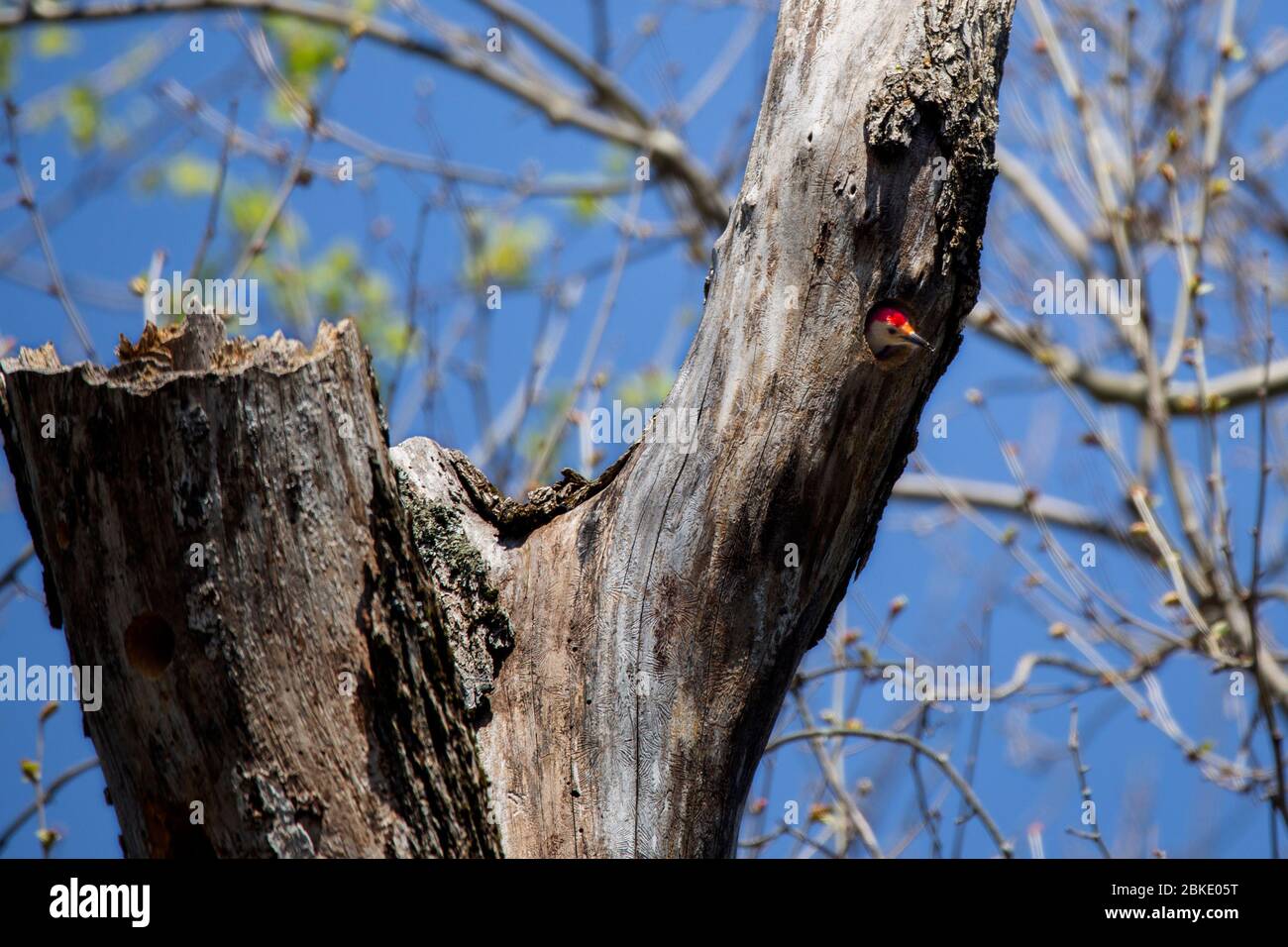 Un picchio rosso-bellied attacca la sua testa da un buco in un albero al Quinnipiac River state Park a North Haven, CT. Foto Stock