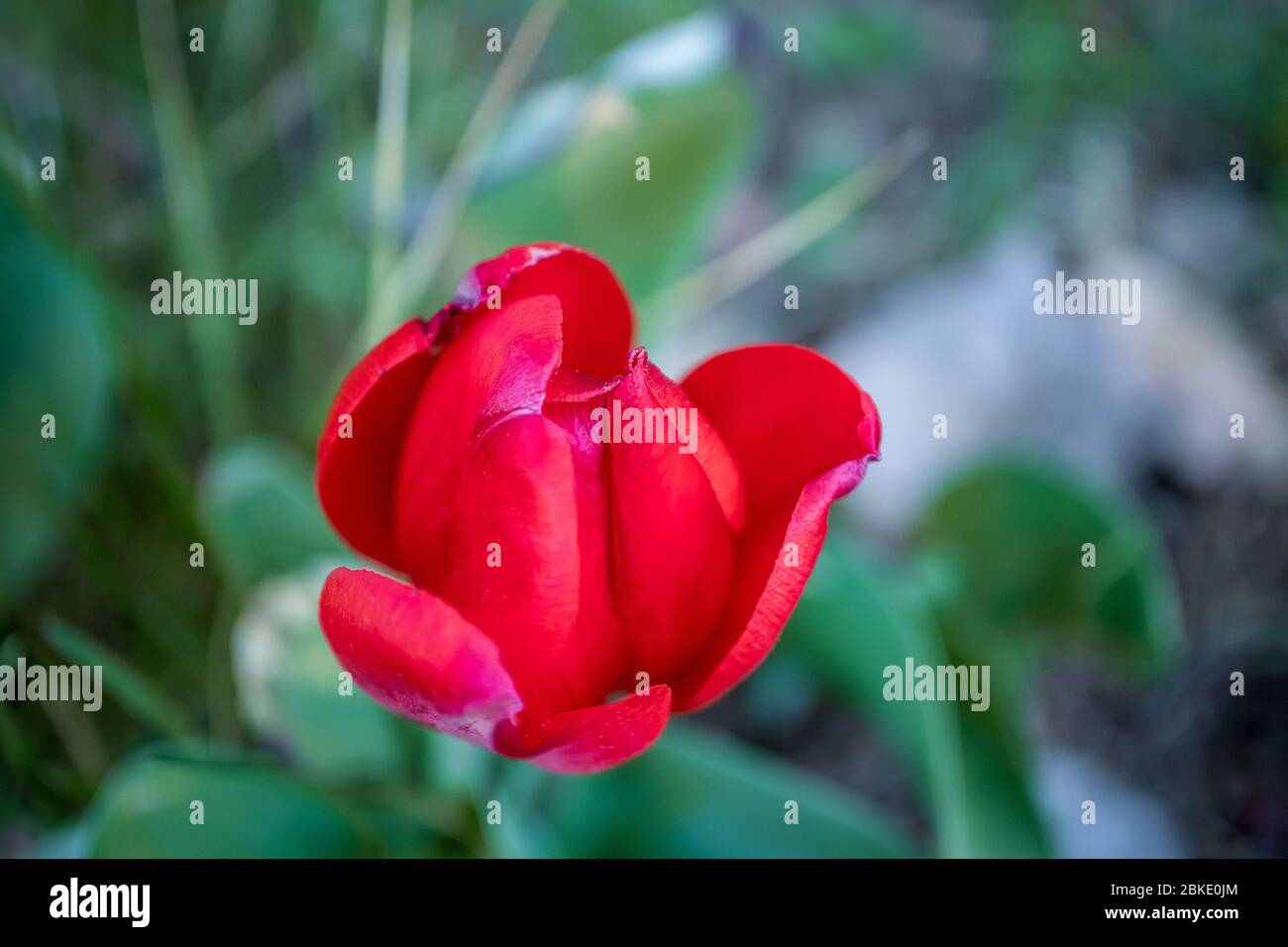 Elegante tulipano rosso su uno sfondo di foglie verdi. Foto Stock