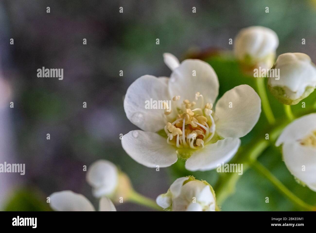 Primo piano di un albero di ciliegio fiorito con fiori bianchi. Foto Stock