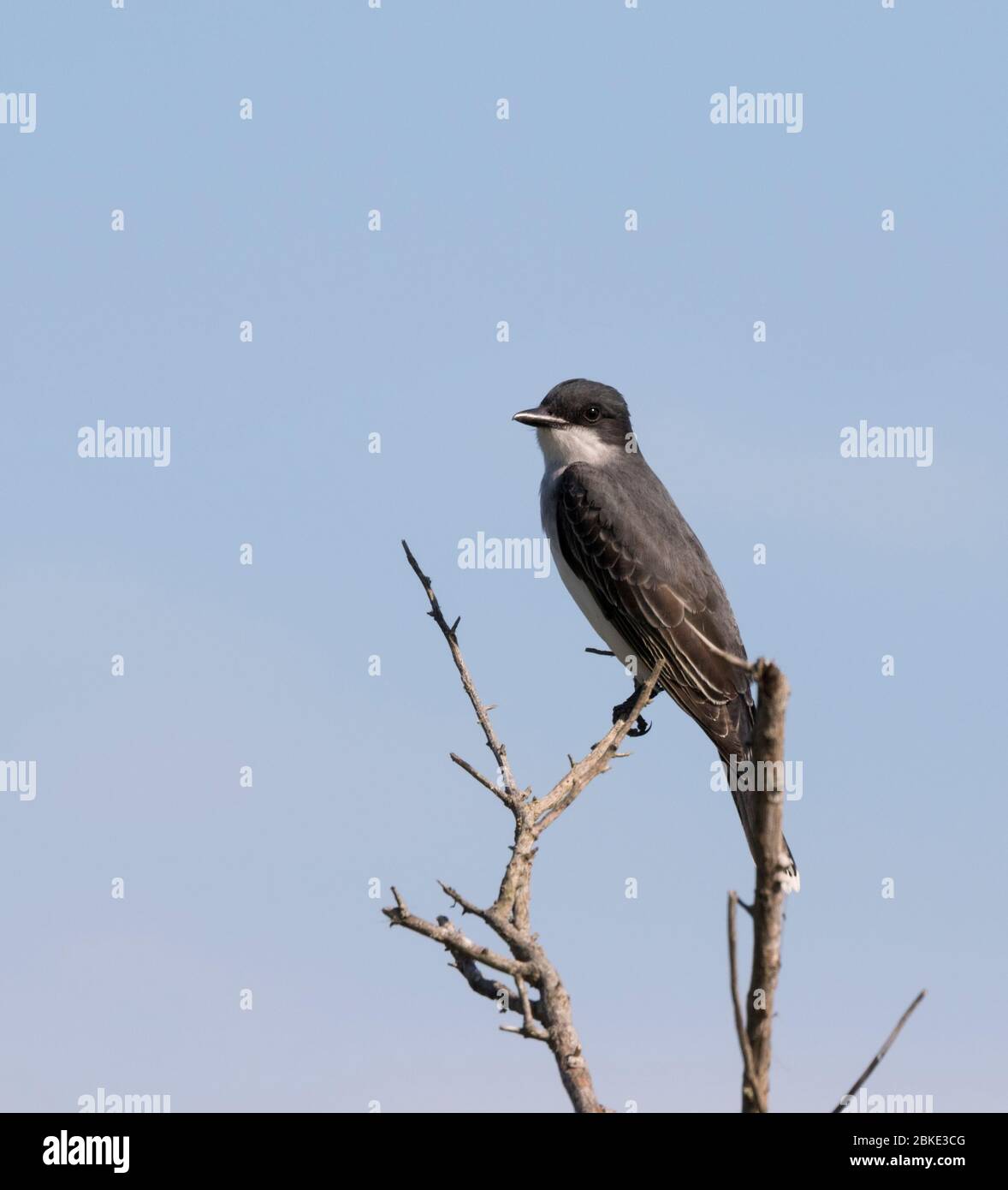 Arroccato kingbird orientale (Tyrannus tirannus) sullo sfondo blu del cielo Foto Stock