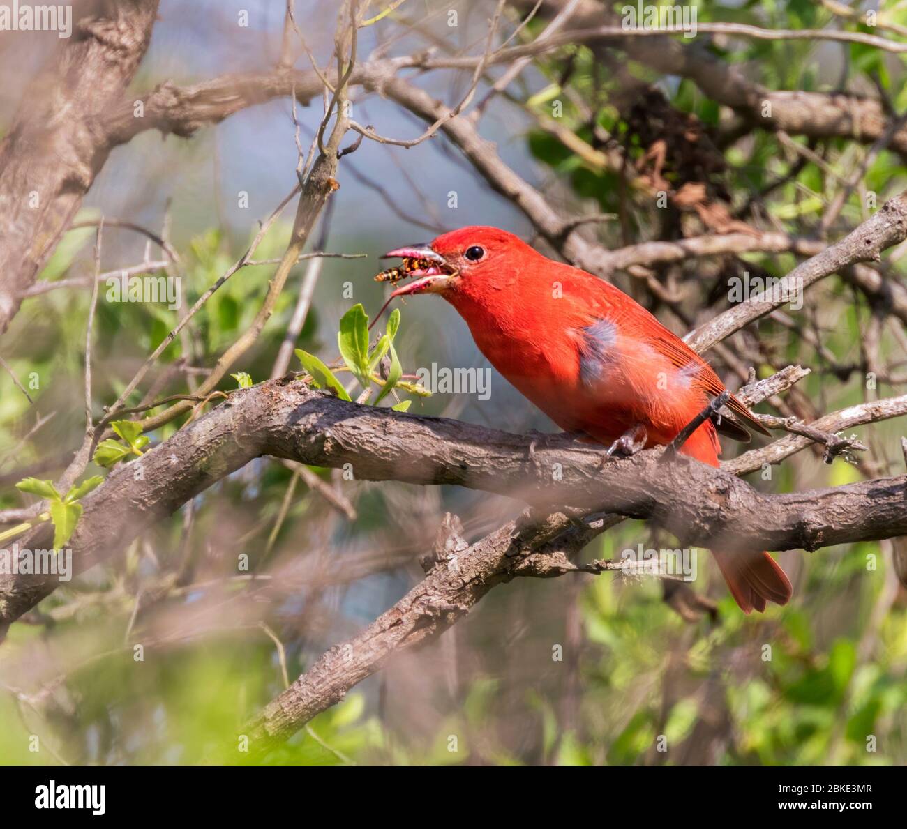 Tanager estivo maschio (Piranga rubra) mangiare Wasp, Galveston, Texas Foto Stock