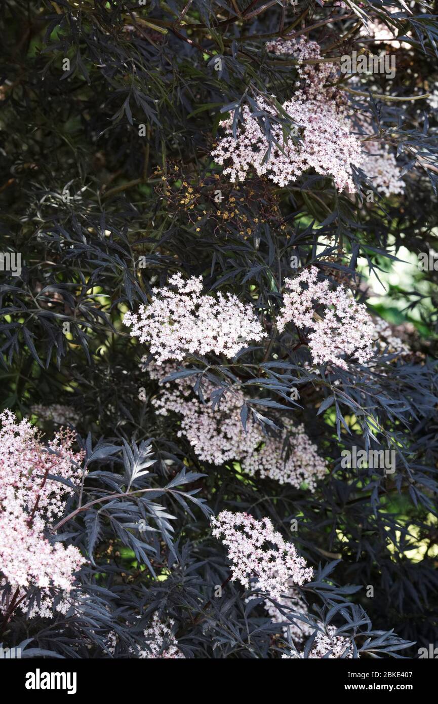 Sambucus nigra f. porphyrophylla (pizzo nero) fiori. Foto Stock