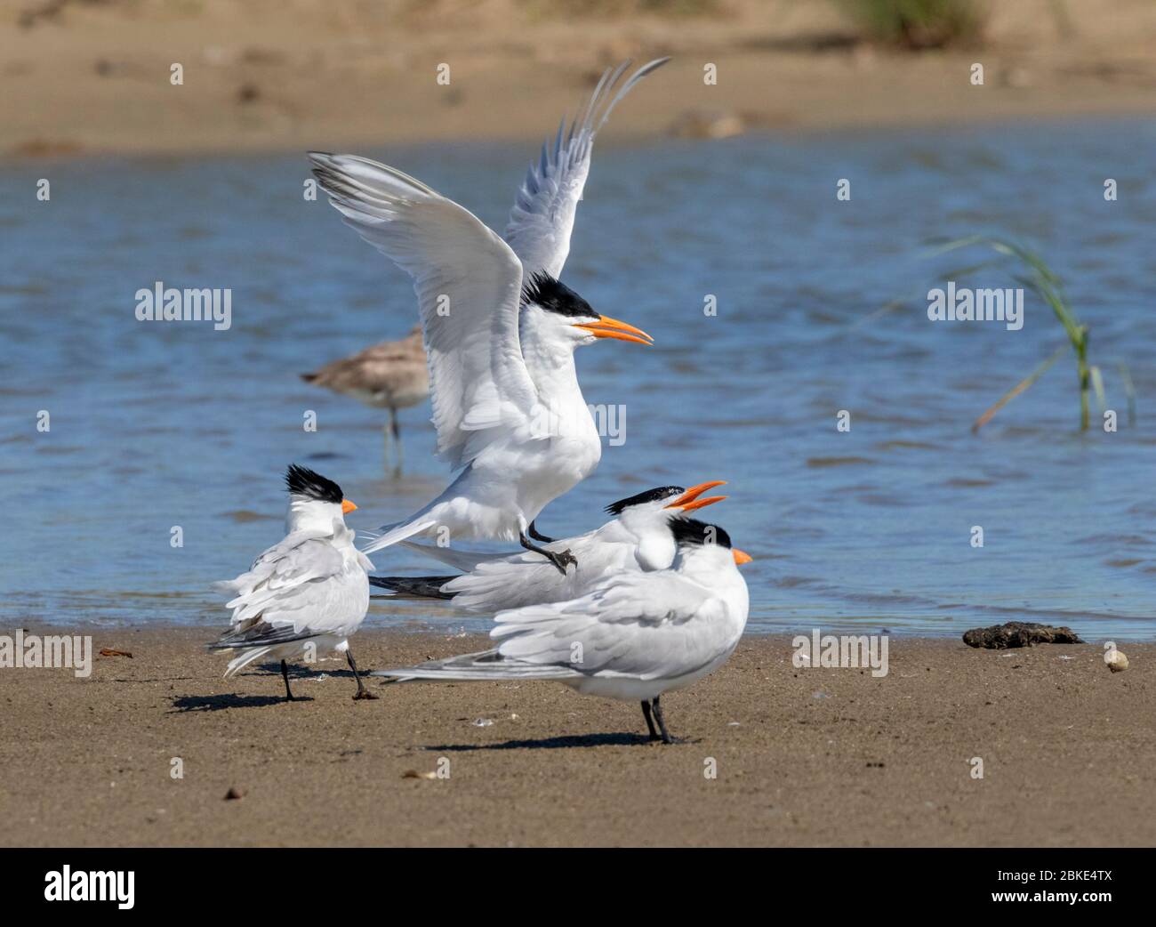 Rituale di corteggiamento delle terns reali (Thalasseus maximus, Galveston, Texas Foto Stock