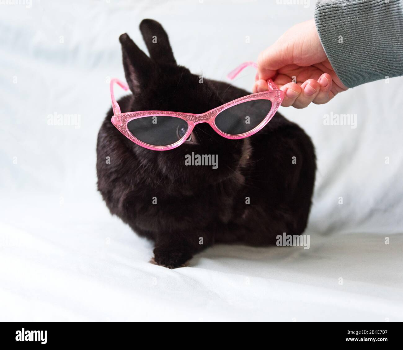 Mano della donna che tiene gli occhiali rosa scintillante dell'occhio del gatto davanti ad un coniglio nero del nano di Netherland. Foto Stock