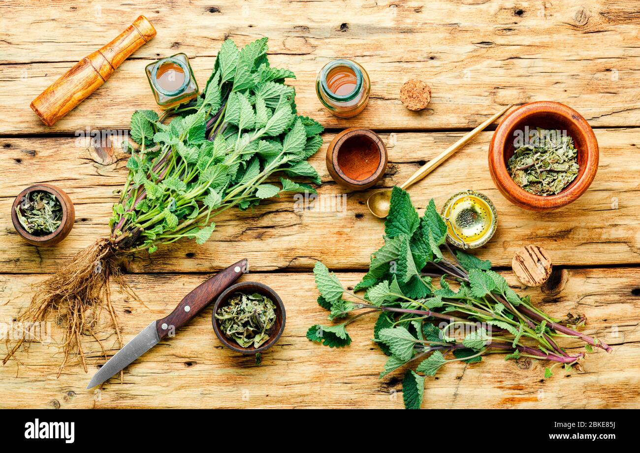Erba di limone fresca, foglie di melissa essiccate e medicinale elisir.Natural medicina, erbe Foto Stock