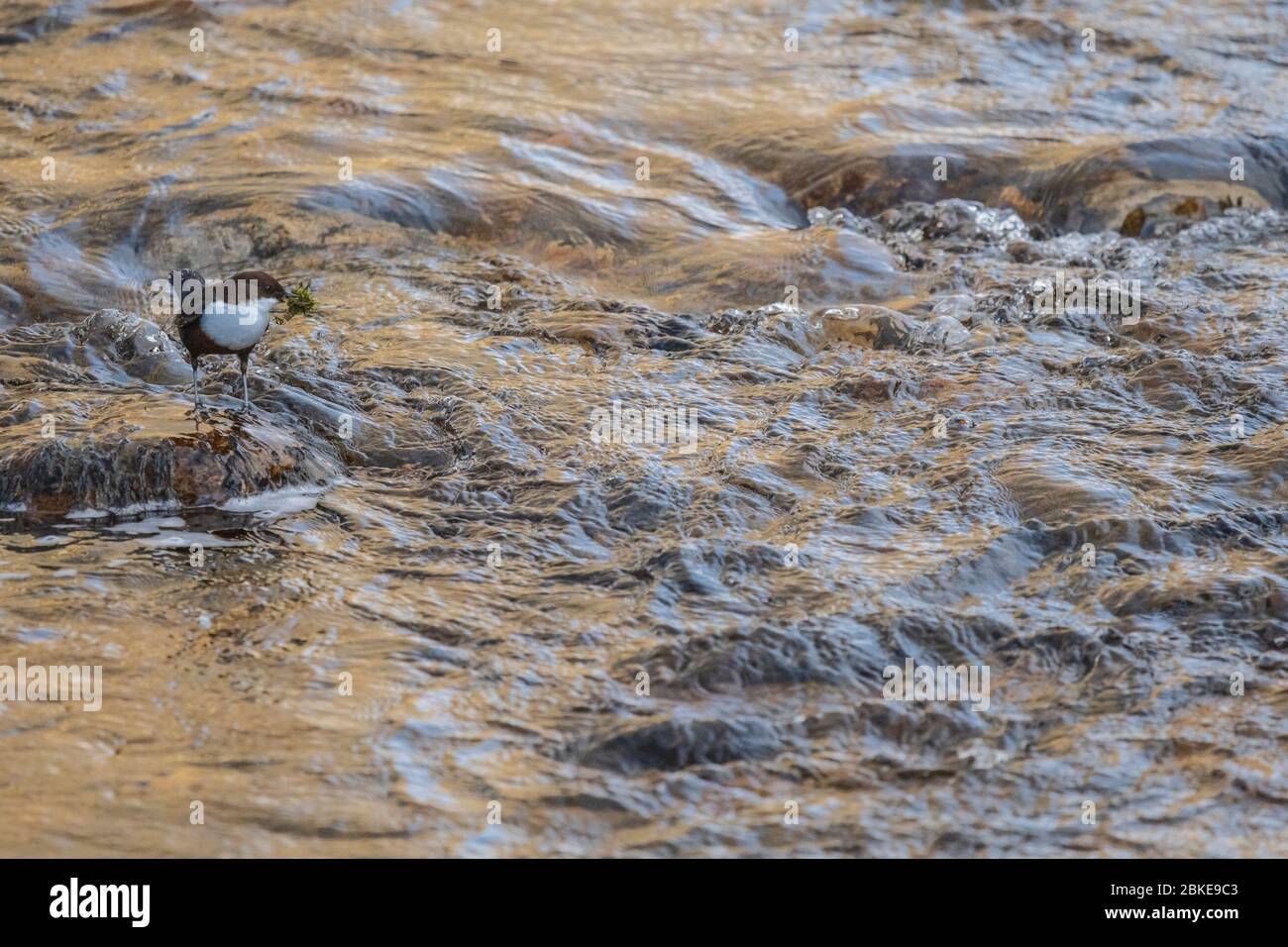 Un Dipper europeo su una roccia che raccoglie materiale di nidificazione Foto Stock