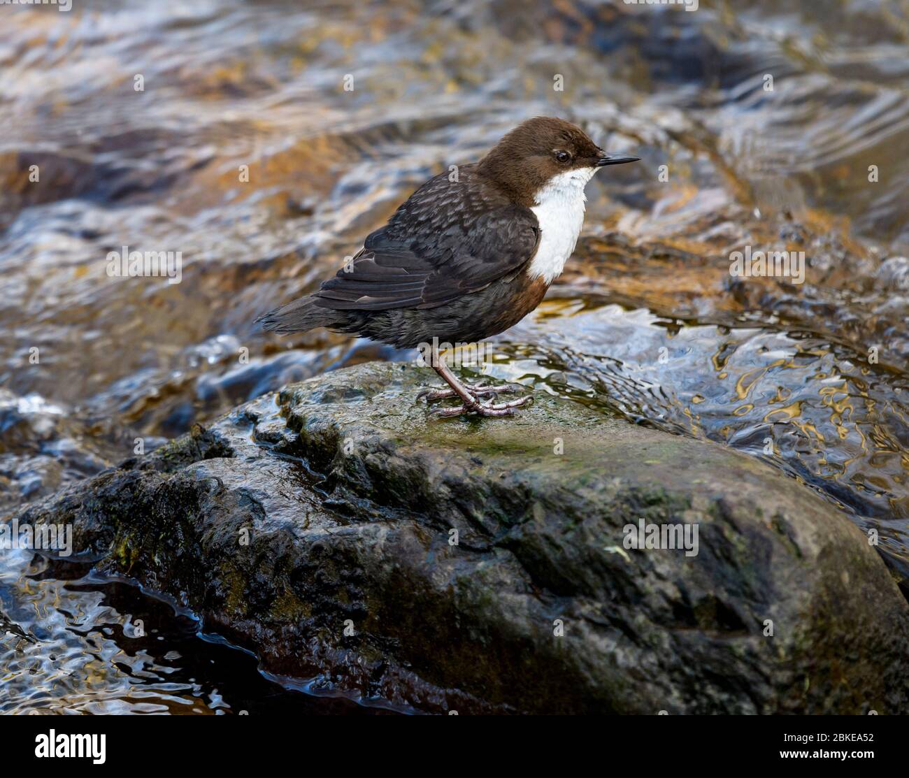 Un Dipper su una roccia in mezzo ad un fiume Foto Stock