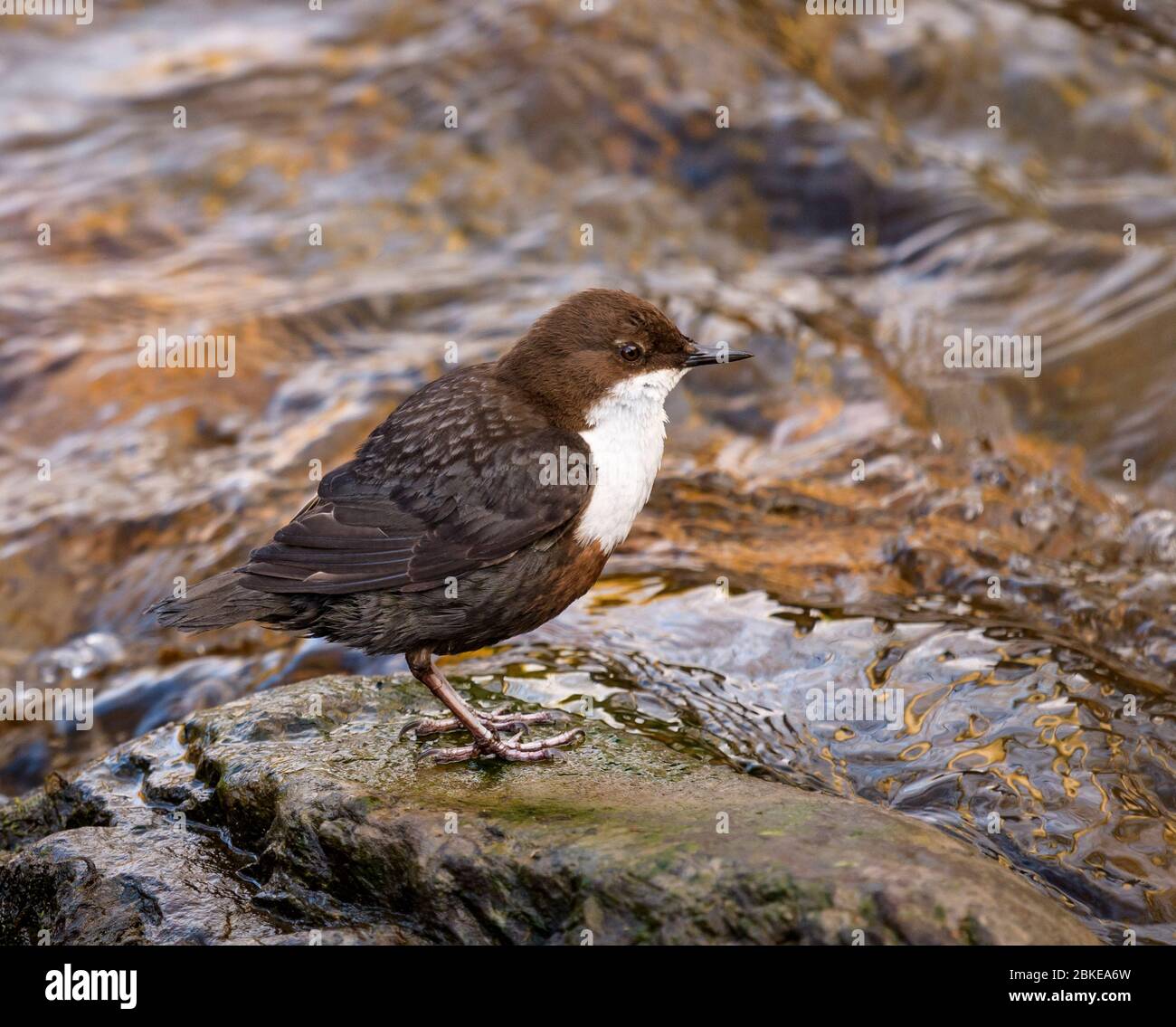 Un Dipper su una roccia in mezzo ad un fiume Foto Stock