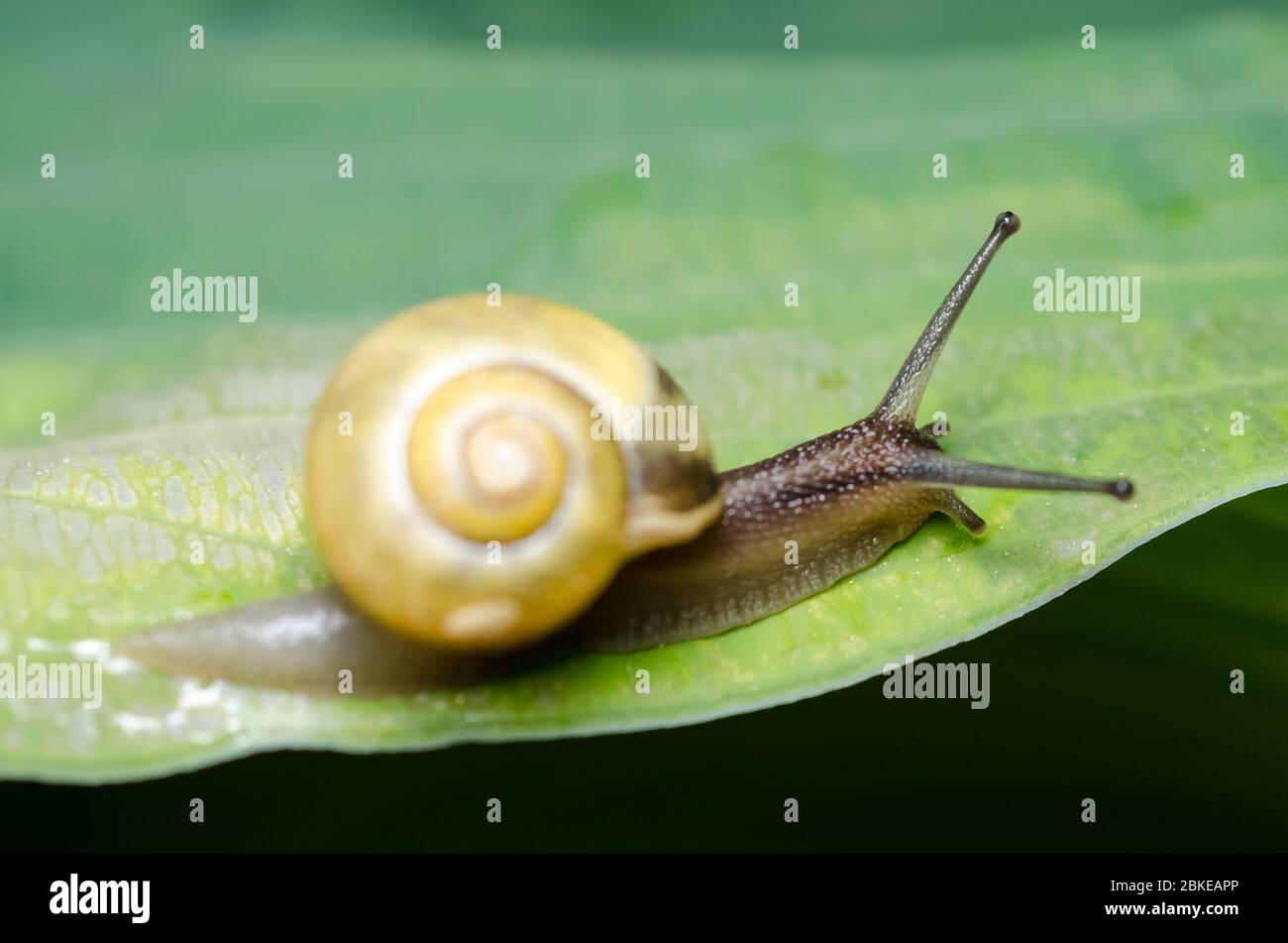 L'ortensis di Cepaea, conosciuta come lumaca bianca-lapped o lumaca annodata del giardino, macro chiudono su foglia verde nel giardino Foto Stock