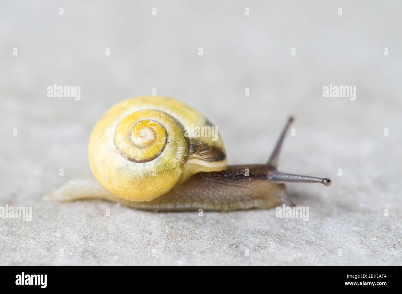 L'ortensis di Cepaea, conosciuta come lumaca bianca-lapped o lumaca annodata del giardino, primo piano di macro Foto Stock