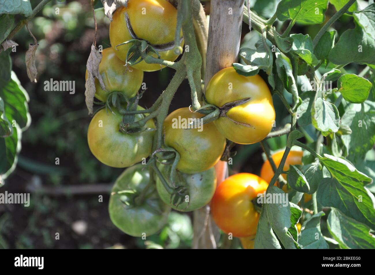 Pomodori in giardino. Immagine di pomodori freschi biologici su albero. Foto Stock