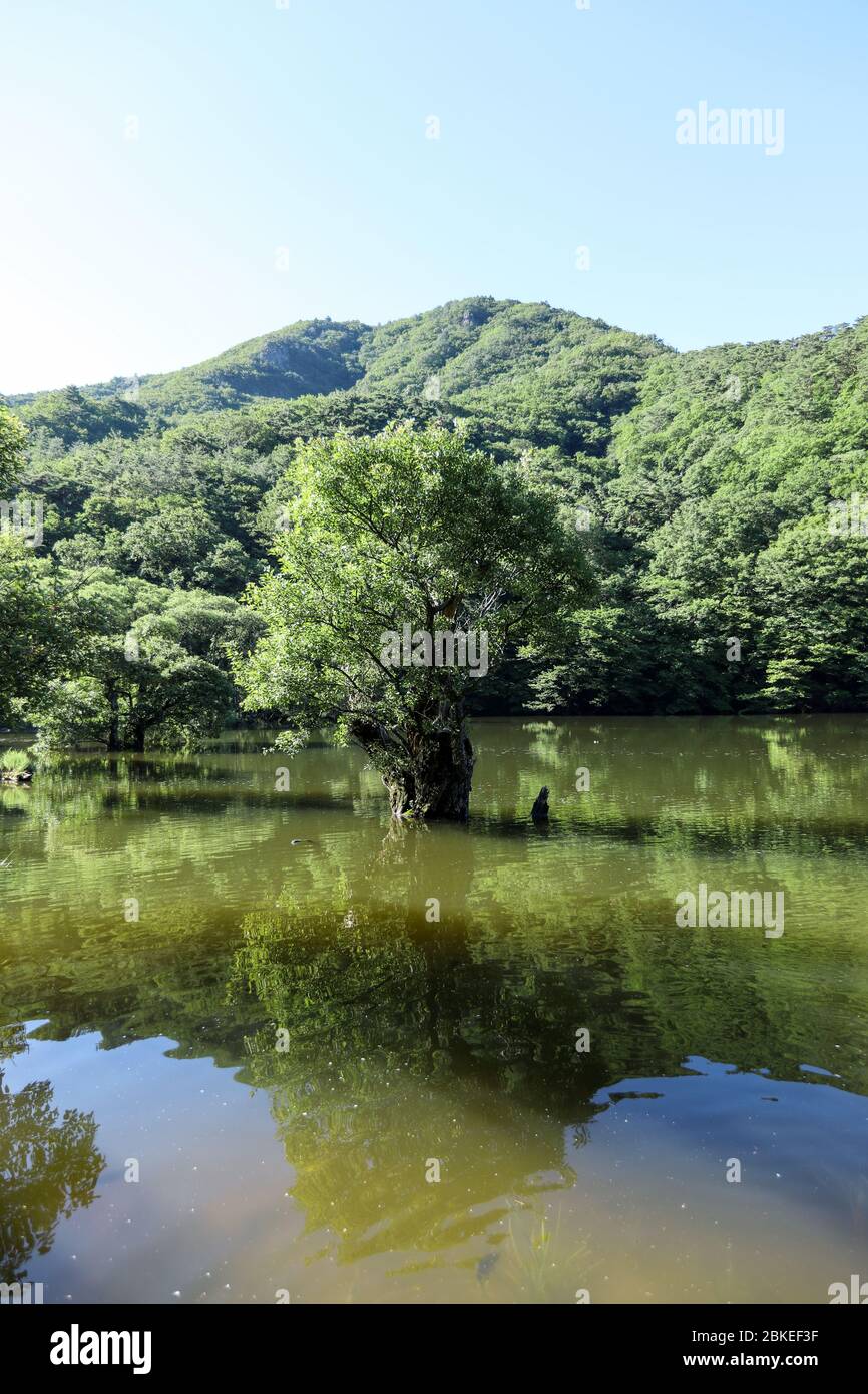 Bella foresta riflessa nel lago. Jusanji, Corea Foto Stock