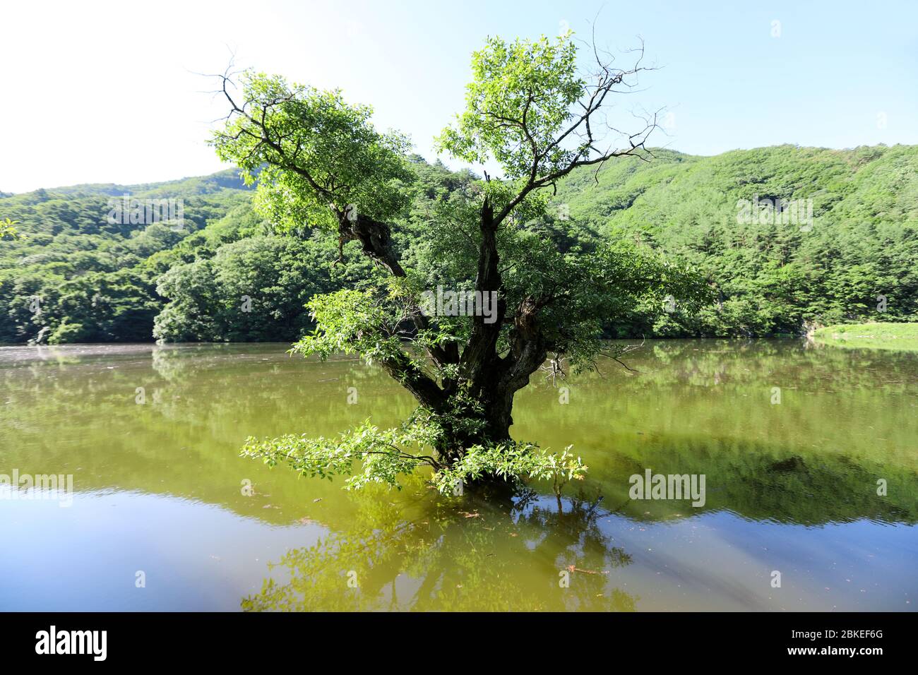Grandi alberi di salice e bellissimi laghi. Jusanji, Corea Foto Stock