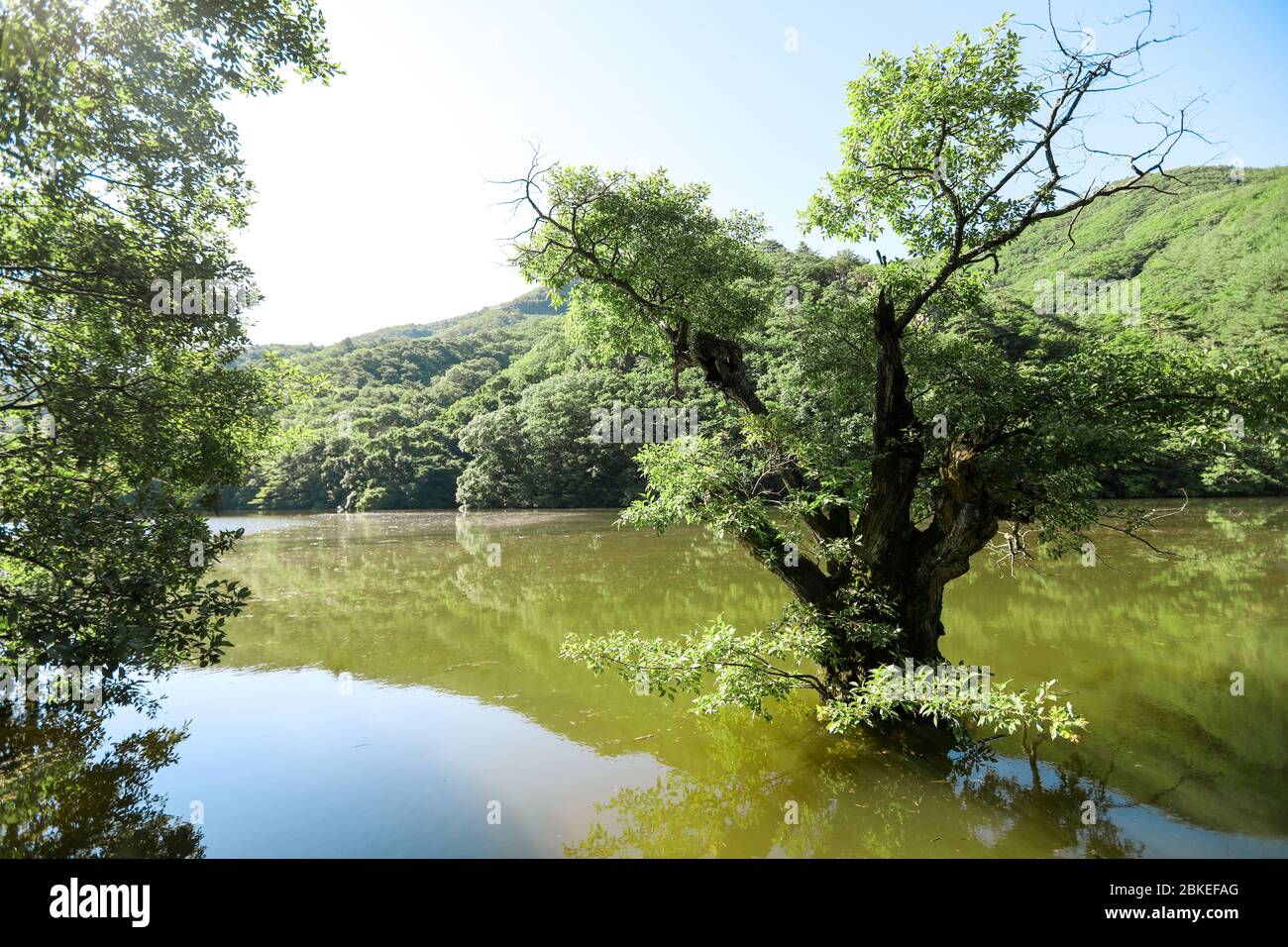 Riflessi di boschi su un bellissimo lago con grandi salici. Jusanji, Corea Foto Stock
