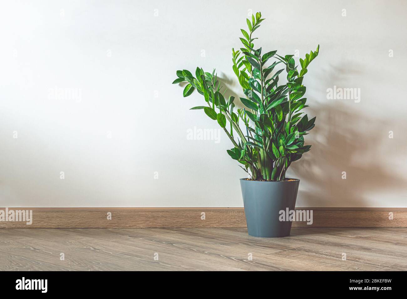 Impianto domestico Zamioculcas, conosciuto anche come Zanzibar gemma in casa interni con spazio copia Foto Stock