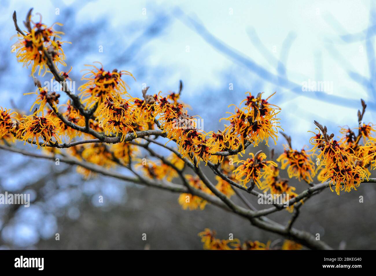 Un singolo ramo di Cazel strega (Hamamelis mollis). I vibranti tendini a coste giallo, arancione e rosso contrastano con uno sfondo grigio chiaro Foto Stock