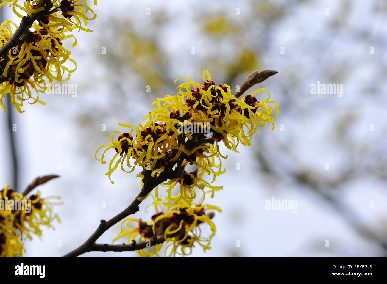 Witch Hazel (Hamamelis mollis). I vibranti tendini a coste giallo, arancione e rosso contrastano con uno sfondo grigio chiaro Foto Stock