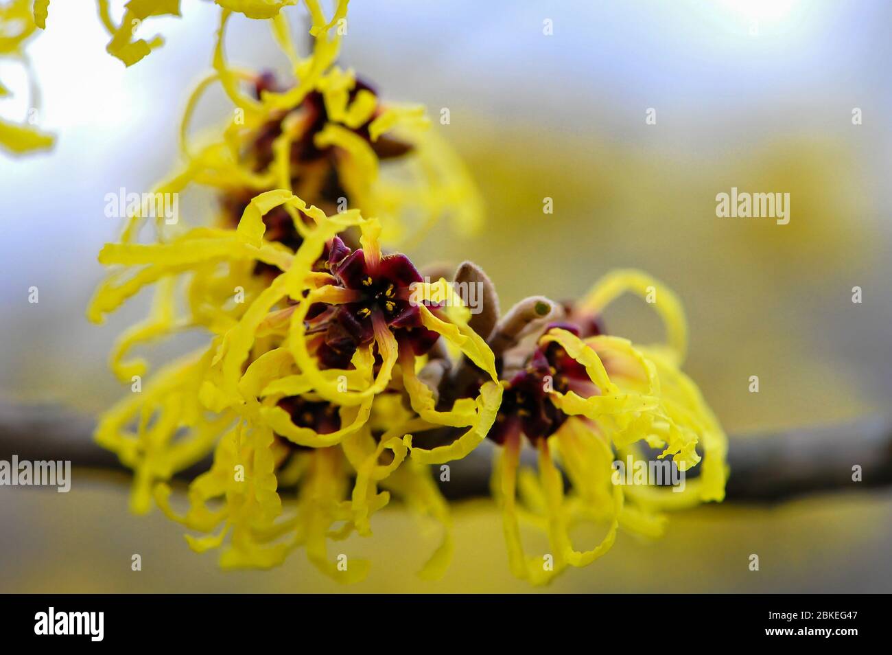 Un'estrema vista ravvicinata di colore rosso e giallo Witch Hazel su uno sfondo morbido e sfocato Foto Stock