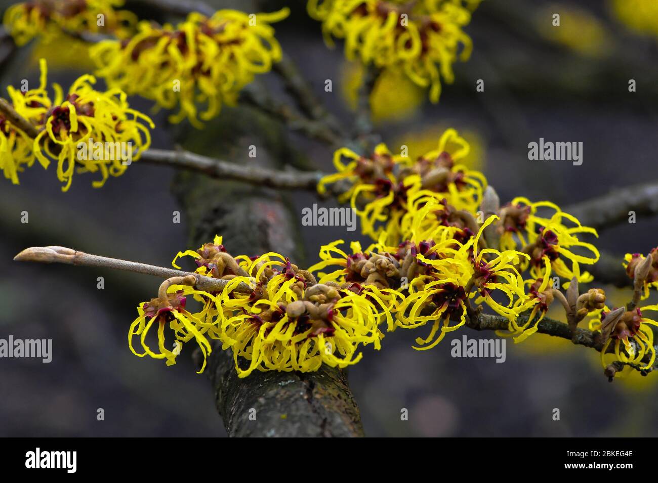 Un singolo ramo di Cazel strega (Hamamelis mollis). I vibranti tendini a coste giallo, arancione e rosso contrastano con uno sfondo grigio chiaro Foto Stock