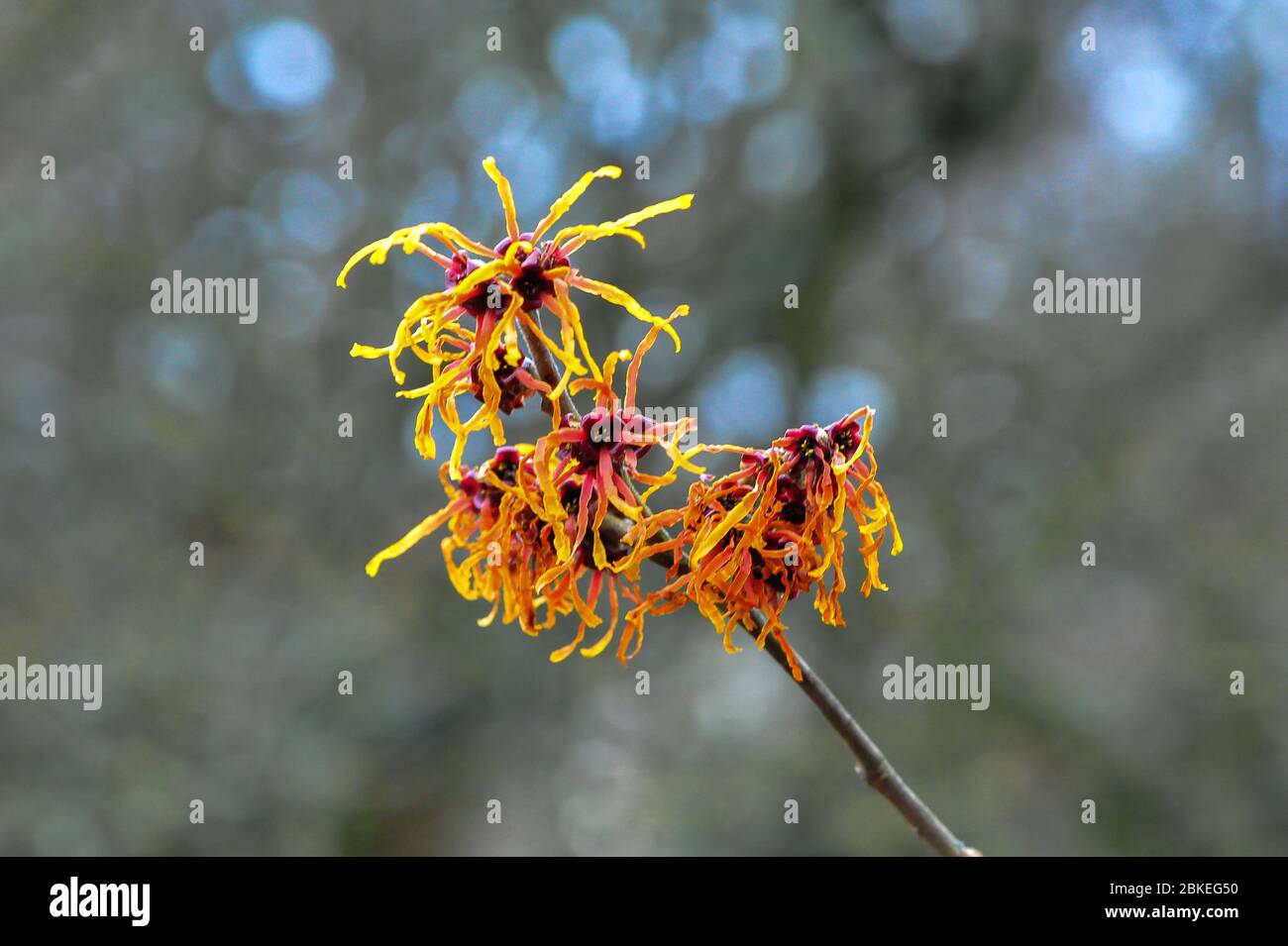 Un unico ramo di colorato Witch Hazel su uno sfondo grigio e colorato Foto Stock