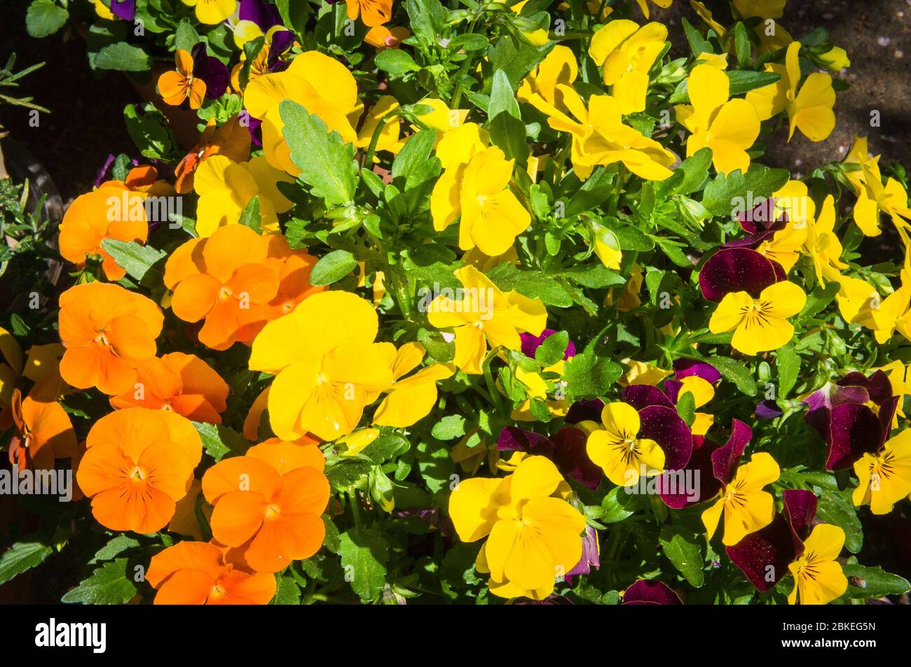 Viola Cornuta, ibrida, pansy cornuta, viola, fiore, fiore (CTK Photo/Libor Sojka) Foto Stock