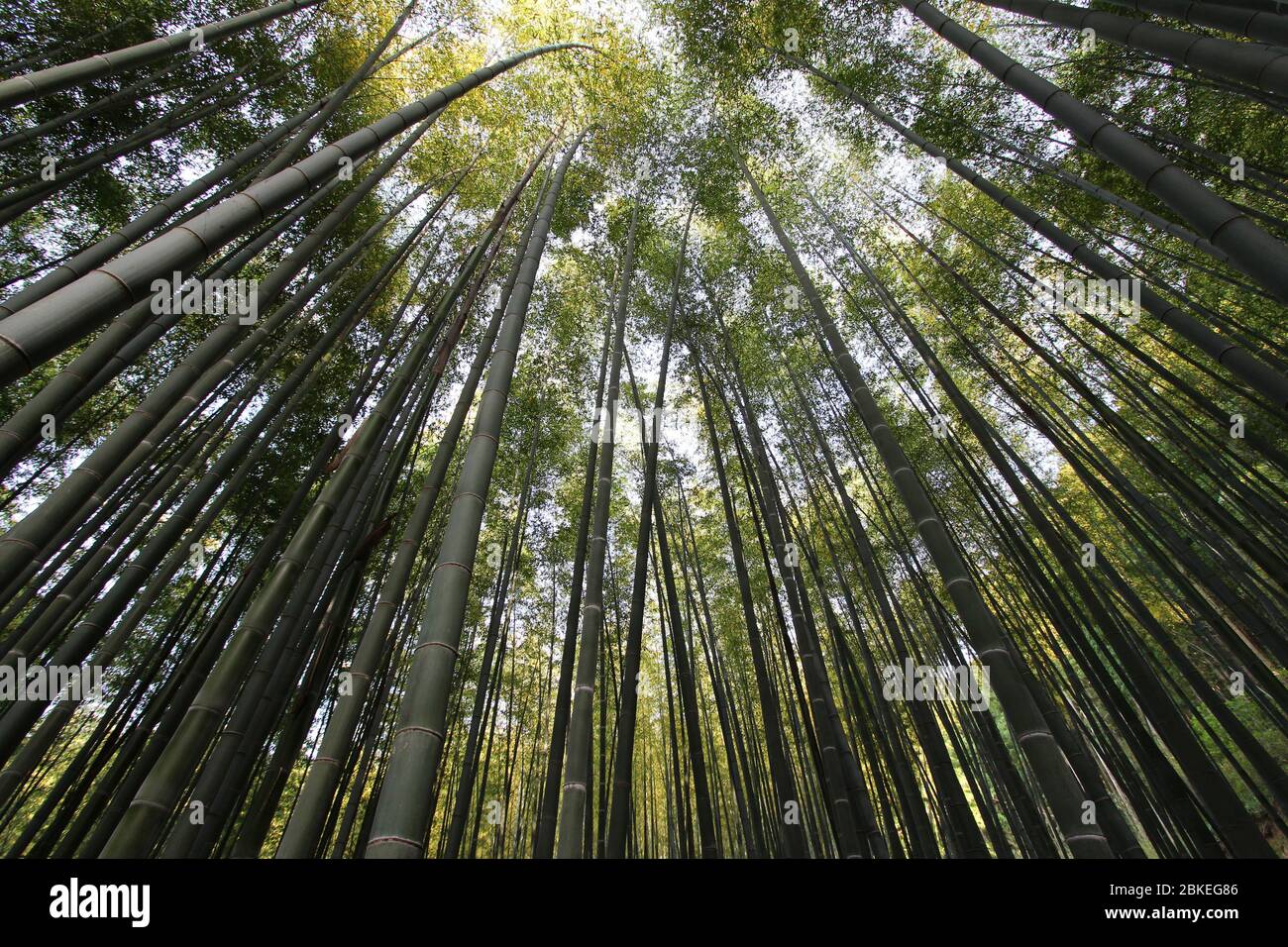 guarda dal boschetto di bambù. Damyang, Corea del Sud Foto Stock