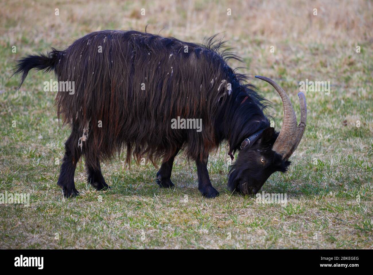 La capra nera si grana sull'erba giovane della molla Foto Stock