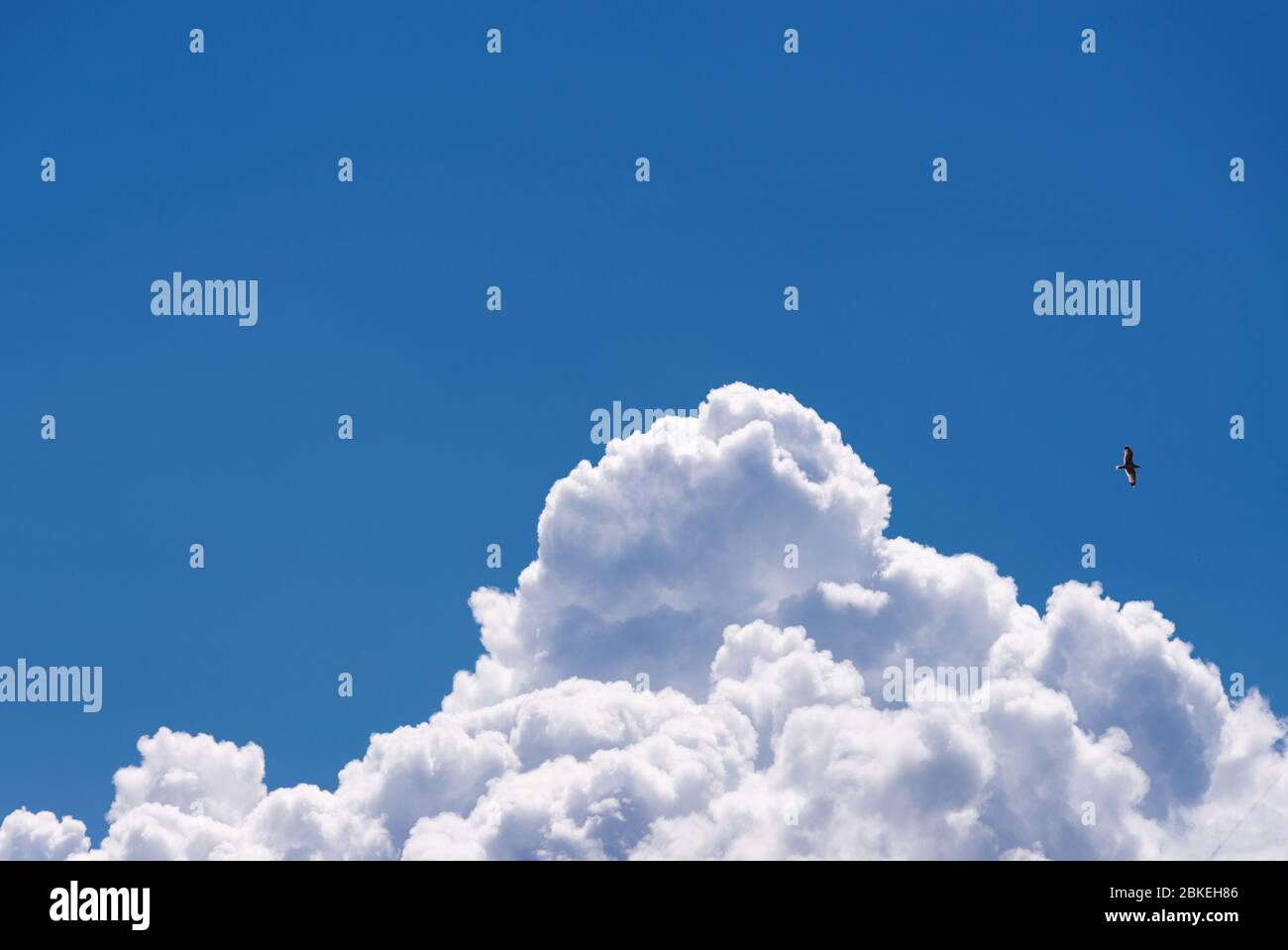 Cumulus nuvole sul cielo blu e chiaro. Foto Stock
