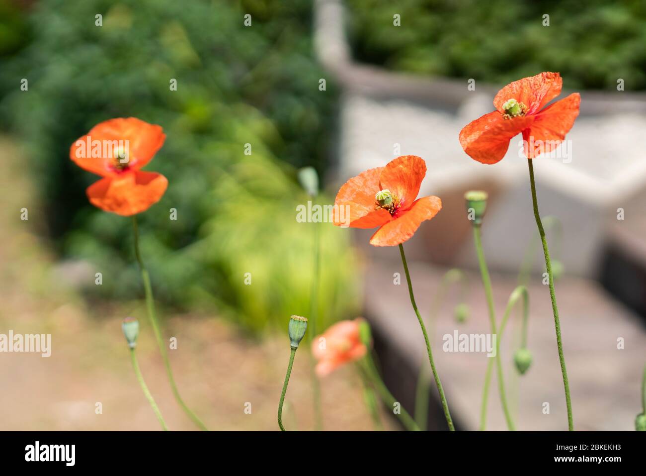 Papavero a testa lunga (Papaver dubium), città di Isehara, Prefettura di Kanagawa, Giappone Foto Stock