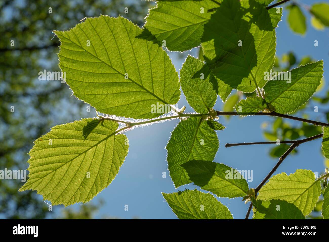 Foglie di nocciolo in controluce alla luce del sole in primavera Foto stock  - Alamy