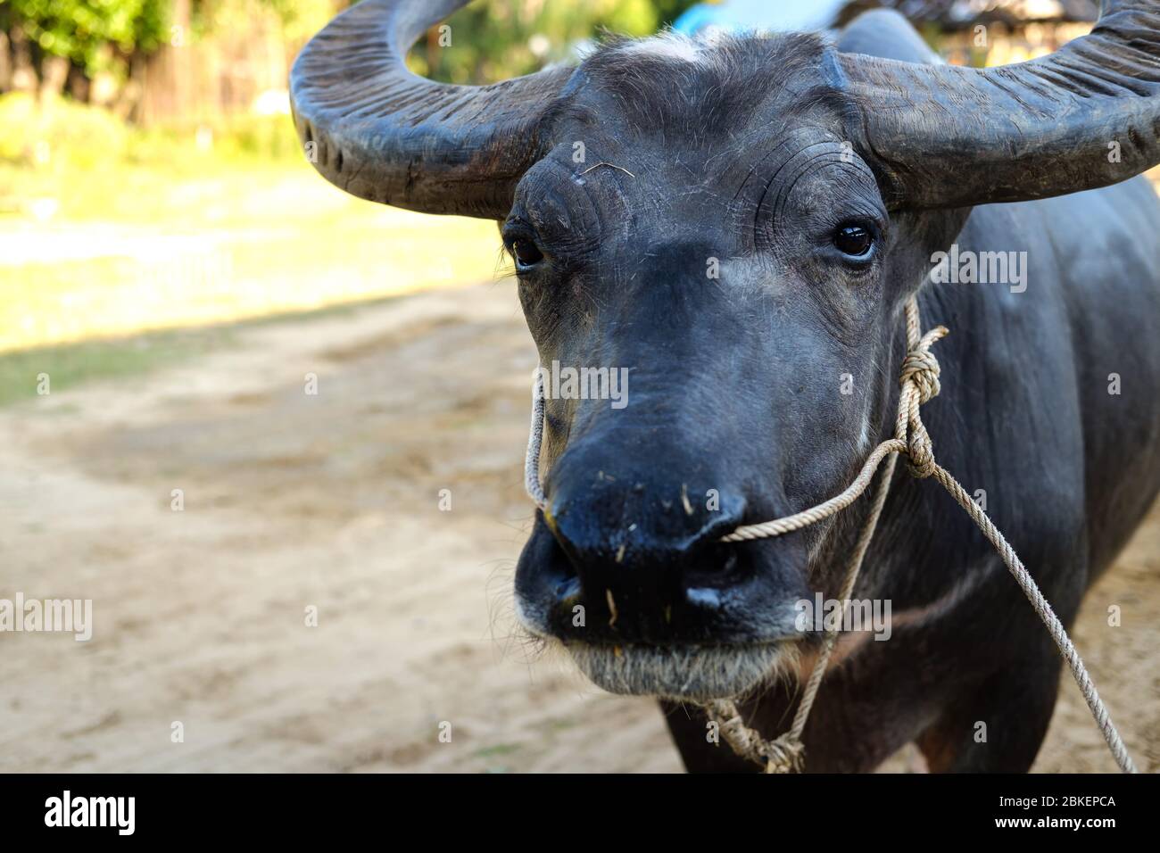 Primo piano della faccia di Buffalo che passa una corda attraverso il naso del bufalo. Bufalo d'acqua. Bufalo asiatico. Foto Stock