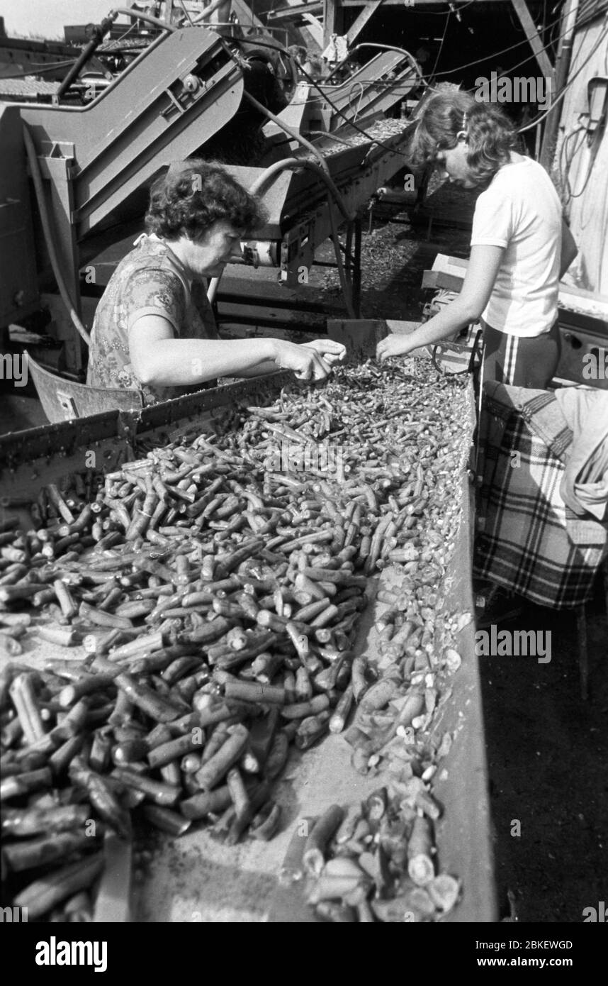 25 agosto 1980, Sassonia, Lipsia: Prima delle porte di Lipsia la raccolta dei fagioli avviene nei campi vicino a Böhlitz-Ehrenberg. Foto: Volkmar Heinz/dpa-Zentralbild/ZB Foto Stock