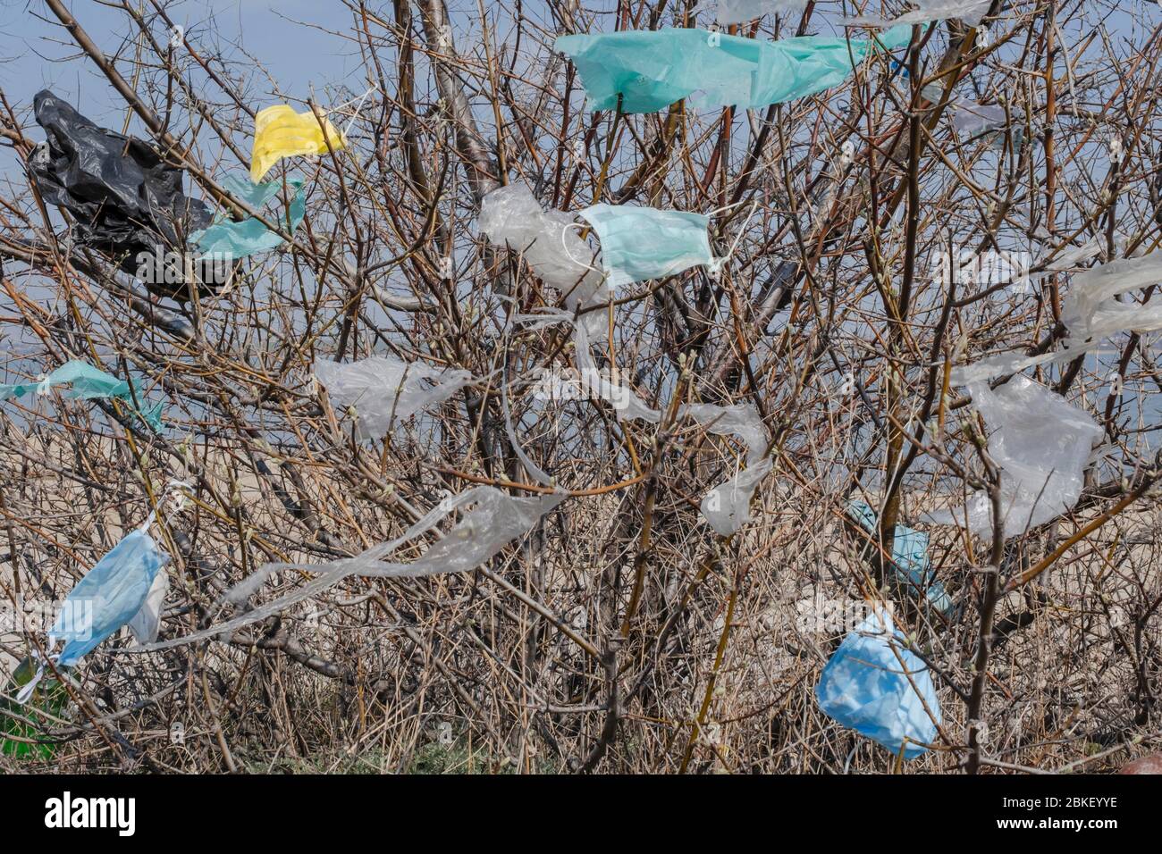 Rifiuti di plastica che pendono nei rami, inquinamento, estuario di Kuyalnik, Mar Nero, oblast di Odessa, Ucraina Foto Stock