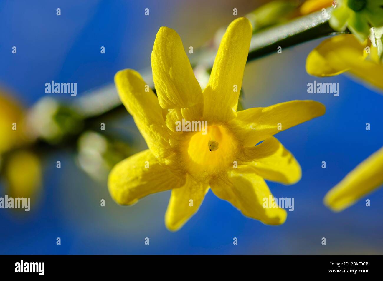Fiore di gelsomino d'inverno (Jasminum nudiflorum), pianta da giardino, Germania Foto Stock