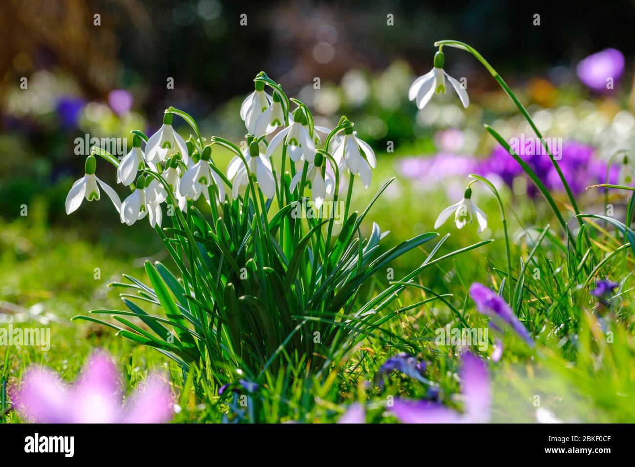 Comune nevicata (Galanthus nivalis), giardino pianta, Germania Foto Stock