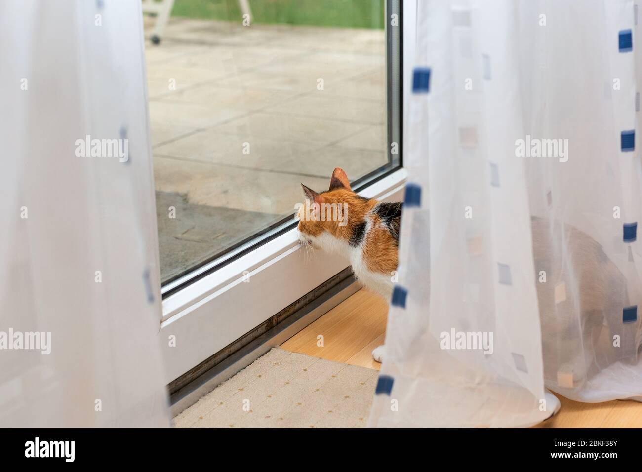 Bellissimo gatto tricolore guardando attraverso il vetro della finestra a qualcosa all'esterno con bocca aperta. Foto Stock